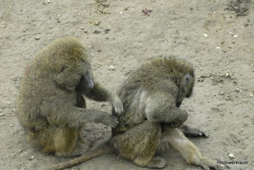 Typische Tätigkeit bei Affen